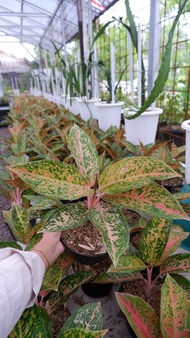 Aglaonema Big Roy