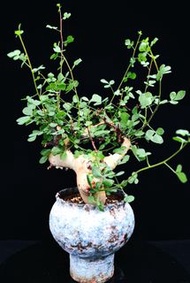 (#346) 卡塔夫正白皮橄欖　Commiphora kataf / 塊根植物 Caudex / 另售龜甲龍、索馬里葡萄甕、念珠橄欖