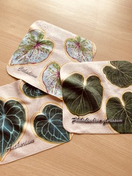 BLR 觀葉植物 小方巾 圓葉花燭 錦緞蔓綠絨