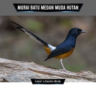 BURUNG MURAI BATU MEDAN MUDA HUTAN JANTAN EKOR PANJANG