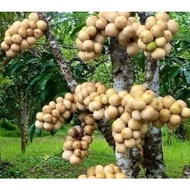 Anak pokok dokong Hybrid