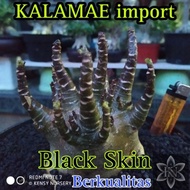 KALAMAE | ARABICUM IMPORT | BLACK SKIN | ADENIUM IMPORT | BONSAI