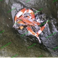 Promo Ikan Koi Mix Import UK 15+ (Minimal 20 Ekor)/Ikan Koi/Fish Koi