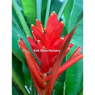 Scarlet Banana Musa红蕉（Jual Batang Benih）Musa Coccinea Pokok Pisang Berbunga Merah Outdoor Plant Bunga Hidup