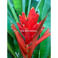 Scarlet Banana Musa红蕉（Jual Batang Benih）Musa Coccinea Pokok Pisang Berbunga Merah Outdoor Plant Bung