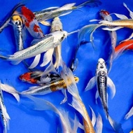 ikan koi 15-17cm metalik slayer kumpay platinum kuning orange