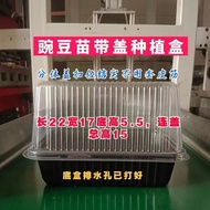 Soy Sprout Bean Sprout Sprout Sprout Seedling Vegetable Pea Sprout Disposable Plastic Planting Box w