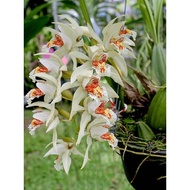 Coelogyne asperata Orkid hutan orkid liar orkid hutan wild orchid