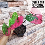 Keladi Cat Tumpah Daun Bulat / Caladium Red Beret by 🌿 Pepokok Greenturae 🌿