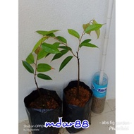 Durian Mdur79 7Kahwin