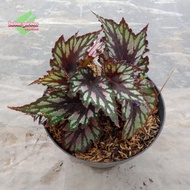 begonia motif daun abstrak - begonia rhizomatous kitkat