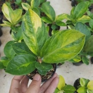 TANAMAN HIAS ANTORIUM JEMANI VARIEGATA GOLD