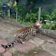 Kucing Bengal Kitten Spotted Betina