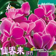 Ready Stock Fast Shipping [E-commerce] Xiankelai Seeds Radish Begonia Rabbit Ear Flowers New Year's 