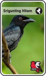 BURUNG SRIGUNTING HITAM CIBINONG