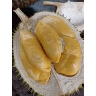 Pokok Durian L13 Bunga Merah(Anak Pokok Kawin)