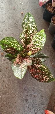 ต้นรับเงินรับทอง ตระกูลอโกลนีมา Aglaonema ไม้มงคล ค้าขายร่ำรวย เรียกลูกค้า มีดอกตามรูปแล้วทุกต้น จัดส่งพร้อมกระถาง 6 นิ้ว ลำต้นสูงรวมใบ 20-28 ซม