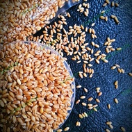 NB2 GANDUM UTUH IMPORT - 5/10/25 KG - WHOLE WHEAT - SUPER GRADE