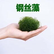 Sea Tank High-grade Algae Green Grape Algae Steel Wire Algae Big Feather Algae Red Grape Flame Stagh