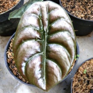 alocasia cuprea tengkorak