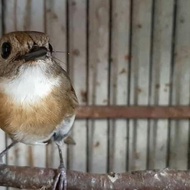 burung SRDC bali rajin istimewa