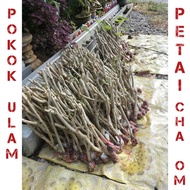 keratan tut pokok ulam petai cha om thai / pokok berakar / ulam petai cha om /