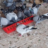 Rutin Chicken Feeder 50cm Quail Feeder Chicken Feeder for Chicks Anti-Floating Feeder Anti-Spill Fee