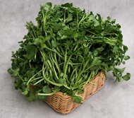 selada air segar / 250 gr