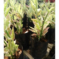 pokok lelipan (Devils backbone )