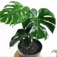 Tanaman hias monstera king //monstera king besar