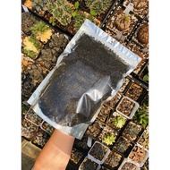 Augustfame - *Ready Stock* 3-5mm 黑火山石 Black lava rock succulent Cactus Mix stone