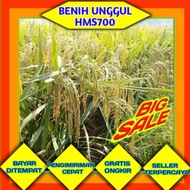 Bibit Benih bibit padi HMS700 unggul kemasan 5kg