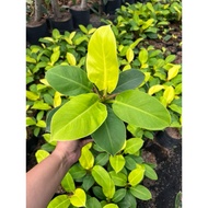Moonlight Philodendron Live Plant