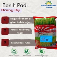 Benih Padi Brang Biji Hibrida