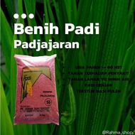 DT548 Benih Padi Unggul Pajajaran Umur Genjah Pendek 75hst 21
