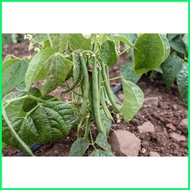 ✎ ▥ Green Monggo Vegetable Seeds ( 300 seeds ) - Basic Farm House