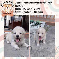 Golden Retriever Mix Siberian Husky Anjing Golden Husky Jantan Betina
