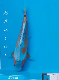 Ikan Koi Shusui Ukuran 20 cm Import Farm Kawakami Koi Farm Jepang