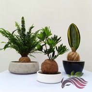 Kokedama Pot by LS Group