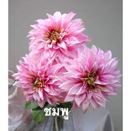 Dahlia Yd * 1 Large Bouquet For Or Embroidered A Vase Is Master In All Style. There Are 5 Colors To 