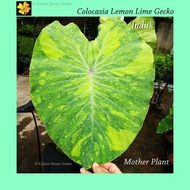 Colocasia Lemon Lime Gecko Live plant, Pokok Hidup Colocasia Lime Gecko