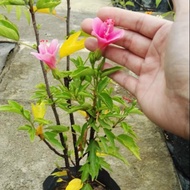 🌱Pokok Bunga Raya Kecil Pokok Hidup Live plant Hiasan Garden Outdoor Tahan Panas dan Mudah Membiak
