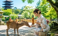 Kyoto & Nara tour - Arashiyama & Fushimi Inari Shrine & Nara Park
