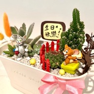 湯姆貓與傑利鼠Tom and Jerry 多肉組盆 多肉盆栽 微景觀 客製化