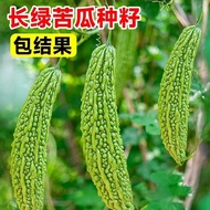 Spring Bitter Gourd Seeds Grow Green Bitter Gourd Oil Green Bitter Gourd Seeds Easy to Grow Vegetabl