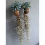 Pokok hiasan janggut adam , decorative plant