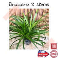 (GG real plant) Dracaena 2-3 stems  live plant polybag indoor outdoor marginata draco Pokok hidup garden park landscape