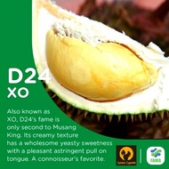 SULTAN KING D24 XO DURIAN PULP @ ECO FARM FRESH FRUIT BUAH DURIAN FLESH BERLEMAK MANIS KAMPONG 榴莲  苏