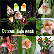 [Easy to grow in Malaysia] 50pcs Mixed Dracula Simia Seeds Monkey Face Orchid Flower Seeds for Planting and Gardening benih pokok bunga 猴脸兰花种子 Ornamental Bonsai Flowering Plants Seeds Balcony Potted Indoor Plants Real Live Plants Home Garden Flowers Seeds