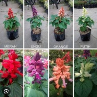 PROMO!! PAKET 8 tanaman hias salvia divinorum// tanaman hidup